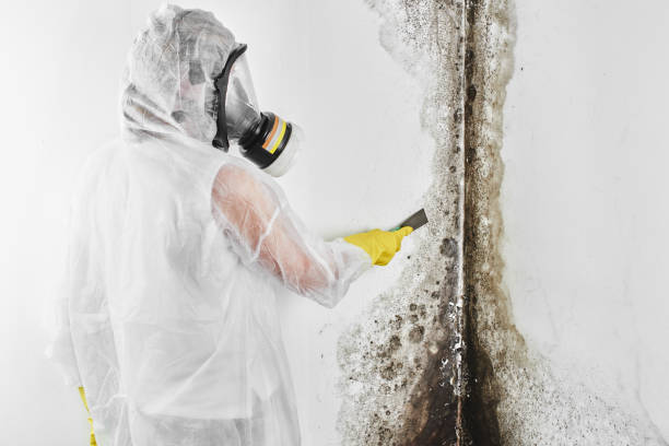 Best Industrial Mold Remediation in Draper, UT