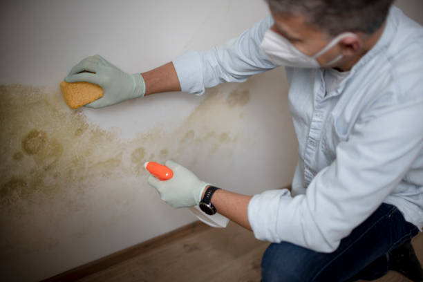 Best Bathroom Mold Remediation in Draper, UT