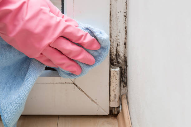 Best DIY Mold Remediation Support Services in Draper, UT