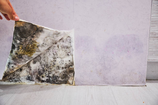 Best Post-Flood Mold Remediation in Draper, UT